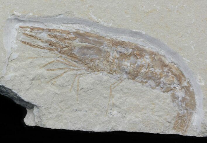 Cretaceous Fossil Shrimp Carpopenaeus - Lebanon #40475